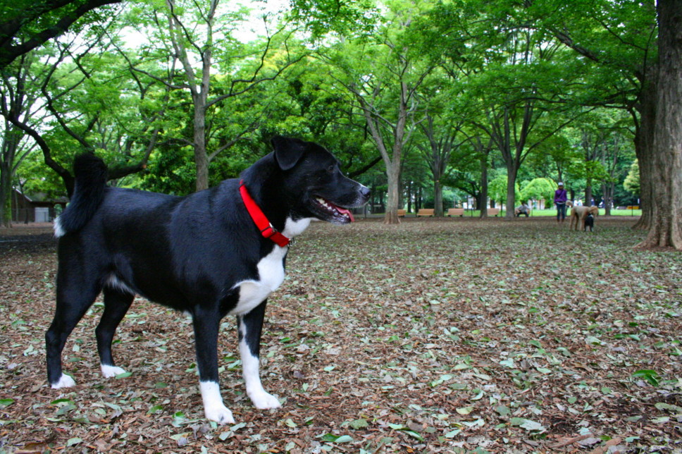 d0070702_4134680.jpg