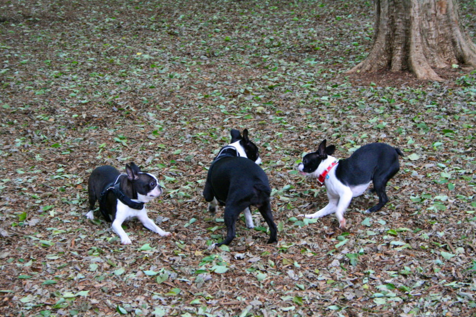 d0070702_4343028.jpg