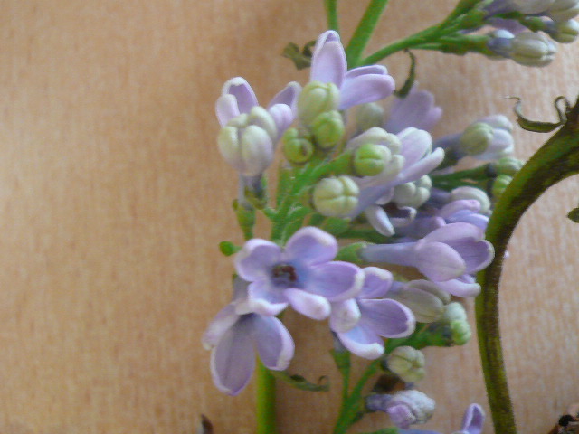 e0026017_23322139.jpg