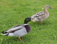 f0165831_5181.jpg