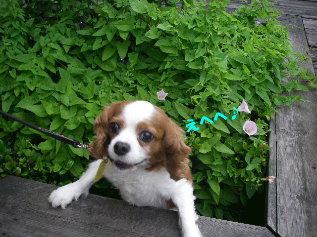 c0136838_1815319.gif