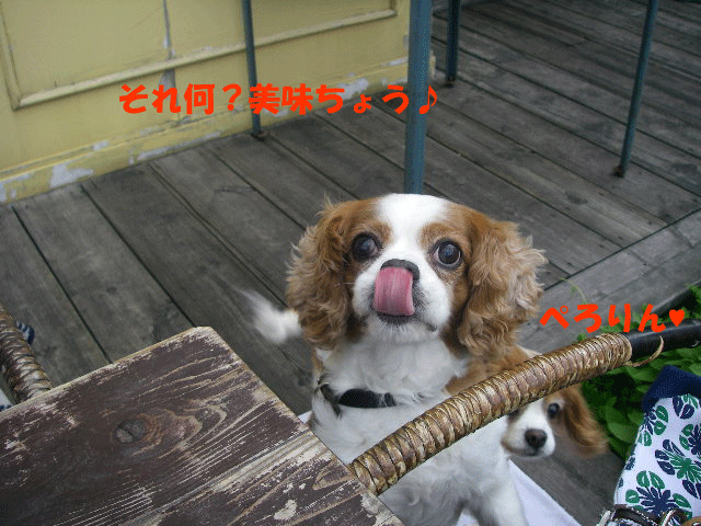 c0136838_18243492.gif