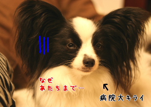 d0013149_9122039.jpg