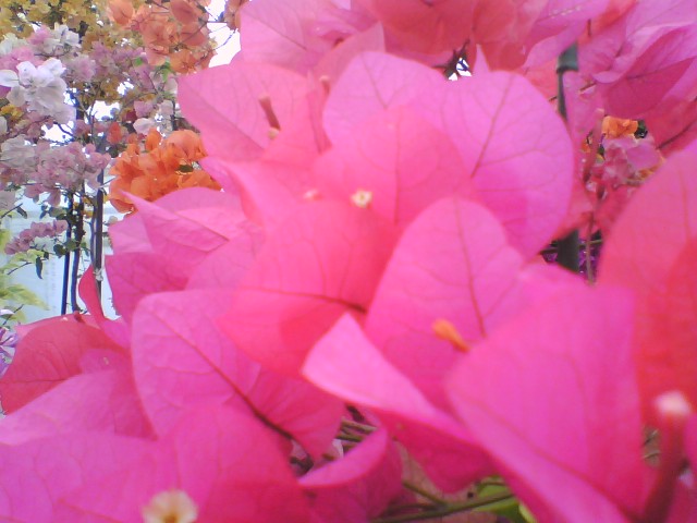 c0031856_10572935.jpg