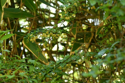 e0054067_0454968.jpg