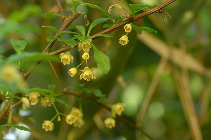 e0054067_0455847.jpg