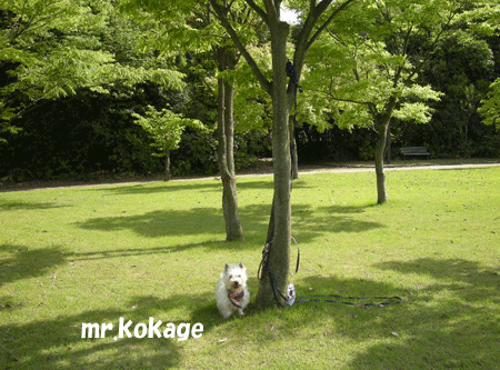 e0066883_10254118.gif