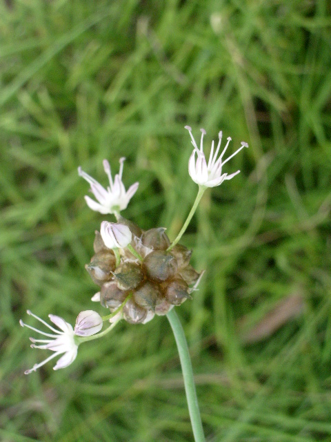 e0025300_13302429.jpg