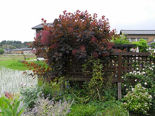 c0105306_12225178.jpg