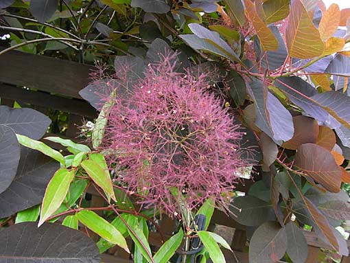 c0105306_12241379.jpg