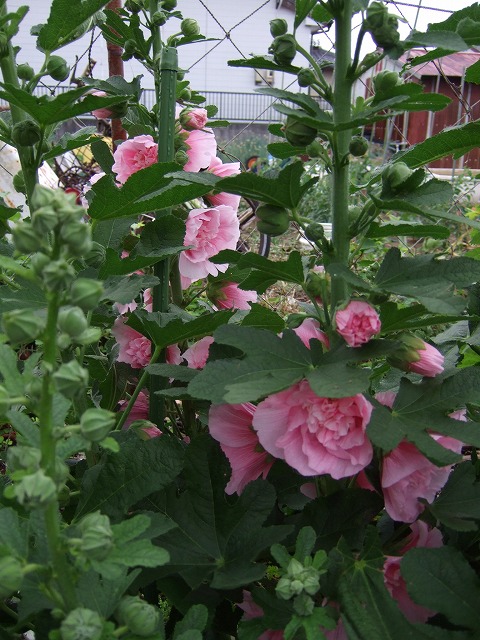 b0107310_1631211.jpg