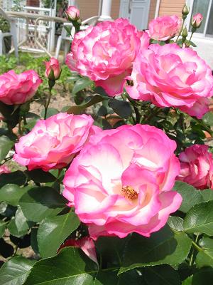 e0132011_21371356.jpg