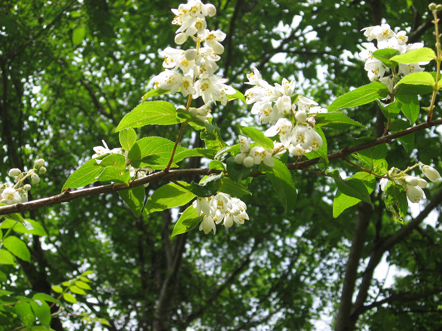 f0009128_1774336.jpg