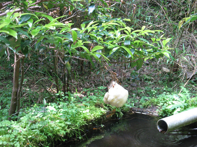 f0009128_1785528.jpg