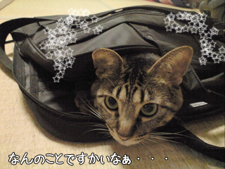 f0116546_2215155.gif