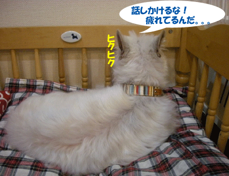 e0066883_22171378.gif