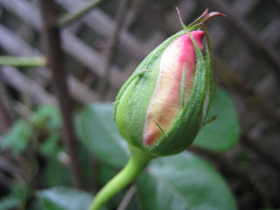 c0132387_0175074.jpg