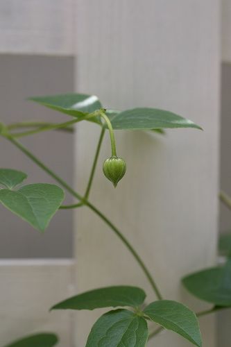 e0082098_22394052.jpg