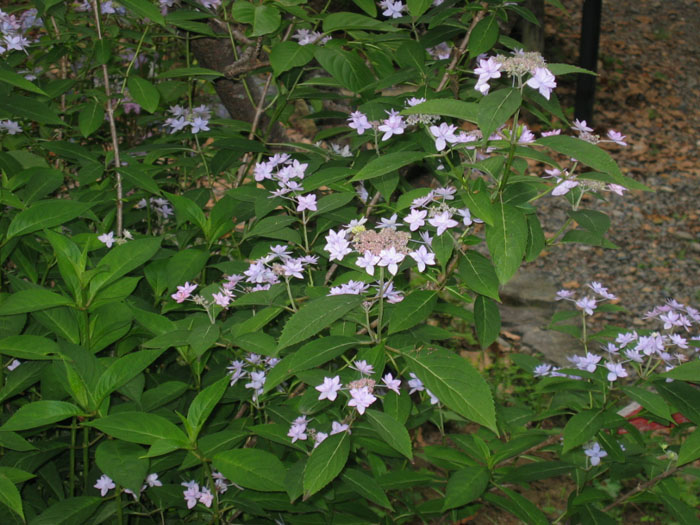 d0010720_1251221.jpg