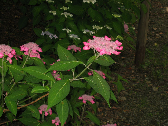 d0010720_1252636.jpg