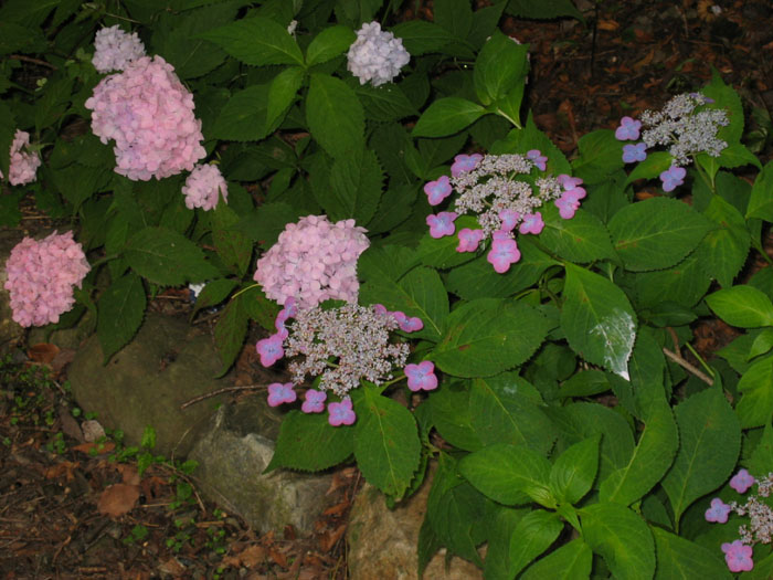 d0010720_1253945.jpg