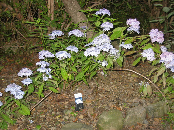 d0010720_1261032.jpg