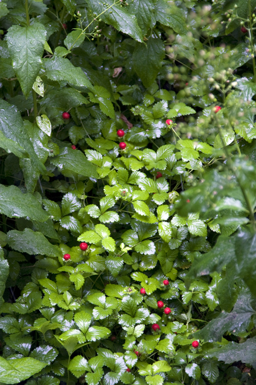 f0039021_22363590.jpg
