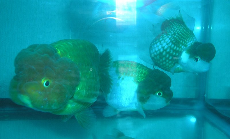f0154649_151322.jpg