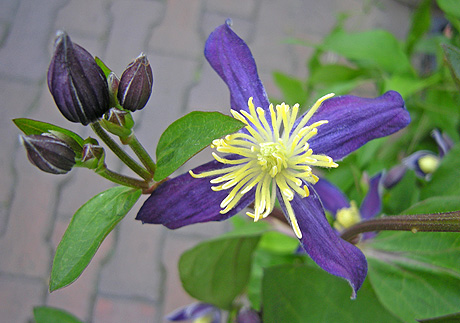 a0001354_19405434.jpg