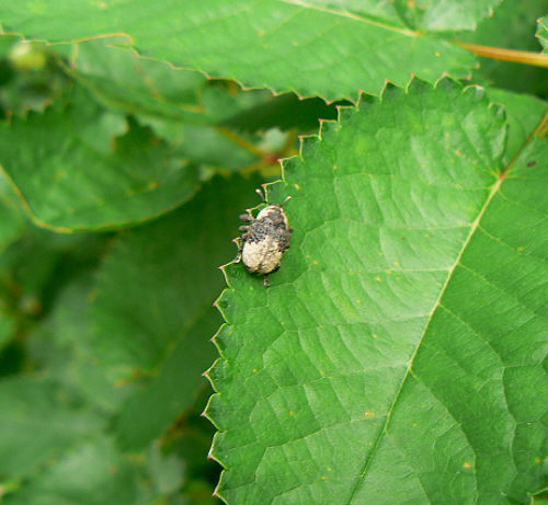 d0091754_3155059.jpg