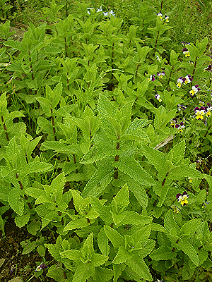 f0024964_1125440.jpg