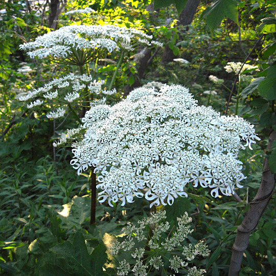 e0100772_2227285.jpg