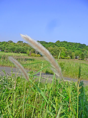 e0112077_1422462.jpg