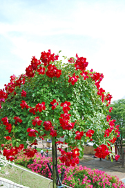 a0062983_1015915.jpg