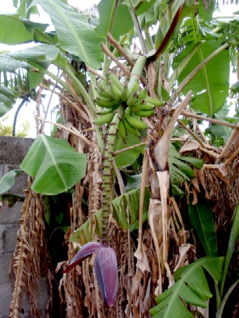 f0043911_131505.jpg