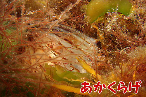 b0044726_9101075.jpg