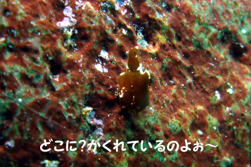 b0044726_9294029.jpg