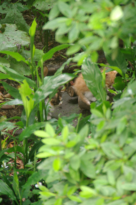 f0149442_3383876.jpg