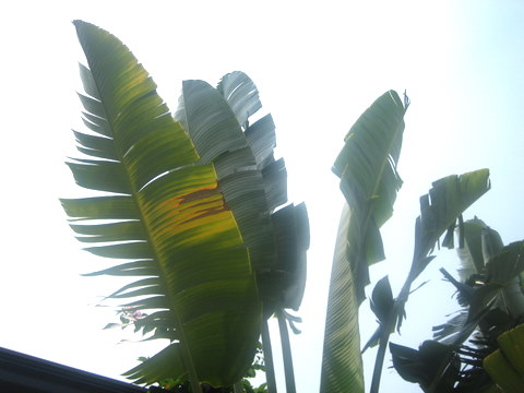 e0018143_417425.jpg