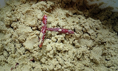 c0038548_7285256.jpg