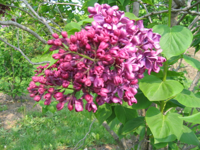 f0122259_1863633.jpg