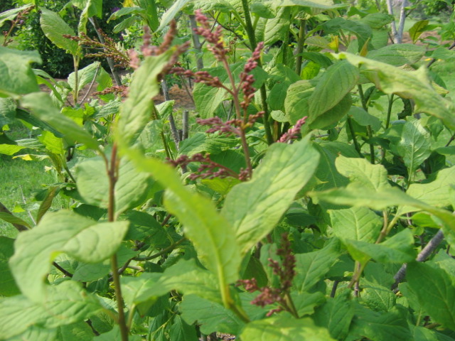 f0122259_1874564.jpg