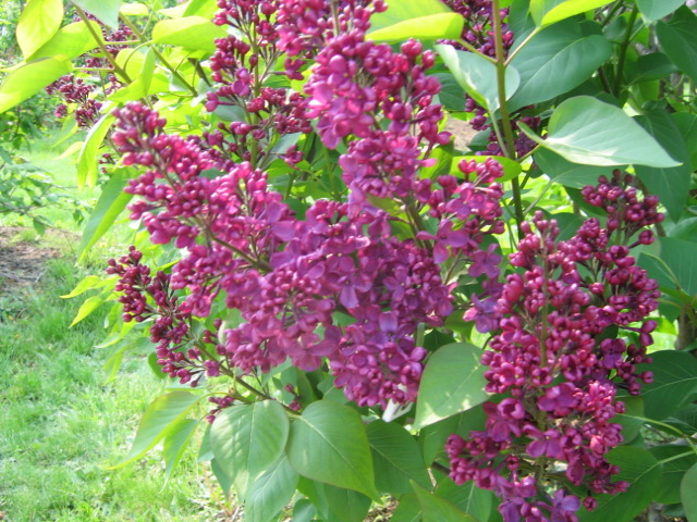 f0122259_1891823.jpg