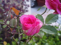 f0130894_20345756.jpg
