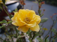 f0130894_20351447.jpg