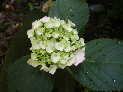 f0130894_2037163.jpg