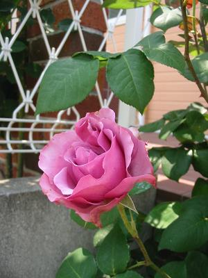 e0132011_17315073.jpg