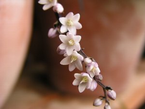 b0031925_1143597.jpg
