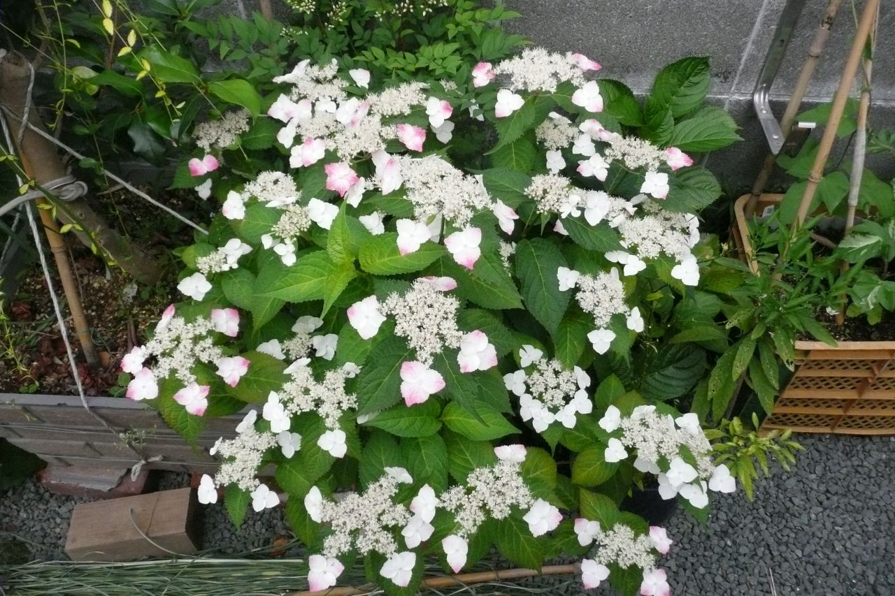 e0033229_20314162.jpg