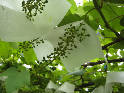 f0000135_20391934.jpg